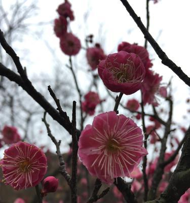 红梅叶子蔫了怎么办（红梅叶子蔫了如何进行补救措施）