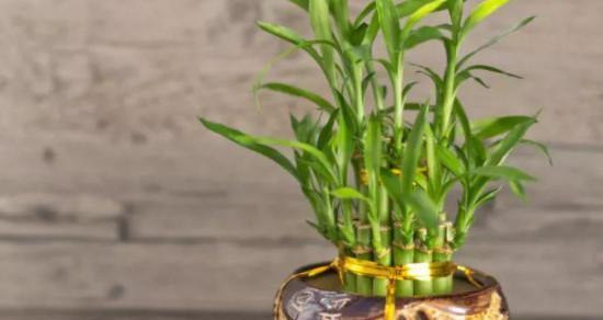 如何成功养殖富贵竹？（了解这些技巧，让你的竹子生长更茁壮）
