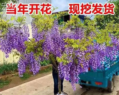 紫藤树的种植与养护（如何选址及管理，让紫藤树成为您花园的亮点）