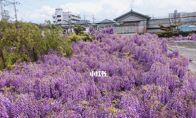 紫藤树的种植与养护（如何选址及管理，让紫藤树成为您花园的亮点）