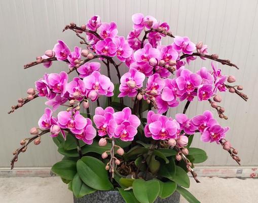 如何拯救干瘪的蝴蝶兰花苞（救花苞不如预防，）
