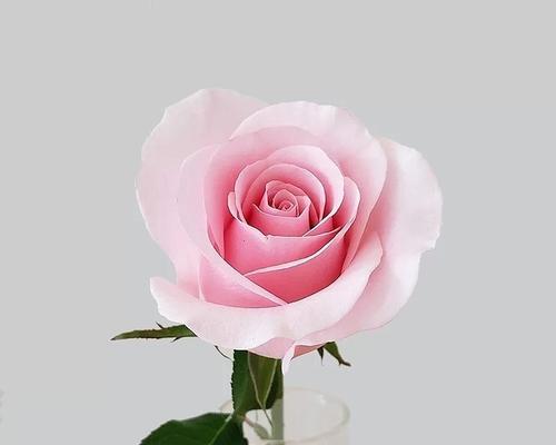 21朵玫瑰的花语与寓意（用21朵玫瑰诉说爱的语言，展现真挚的感情）