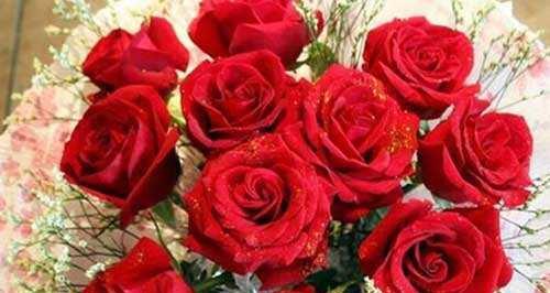 21朵玫瑰，传递深情（浪漫祝福，爱意绵绵）