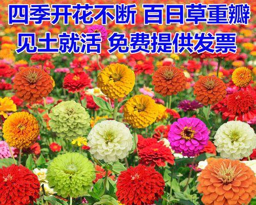 如何正确种植百日菊（百日菊种子的选择与种植技巧）