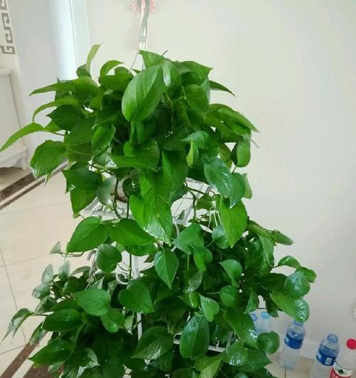 大绿萝有毒吗?揭开它的真相(了解大绿萝的毒性,保护好自己和宠物的健康) 大绿萝有毒吗?揭开它的真相(了解大绿萝的毒性,保护好自己和宠物的健康)