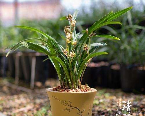 如何种植兰花盆栽（兰花盆栽种植步骤详解，让你也能轻松养花）