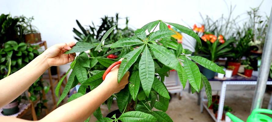 发财树修剪图解，让你的植物更健康！（发财树修剪方法图解法大全，掌握关键技巧轻松打理）