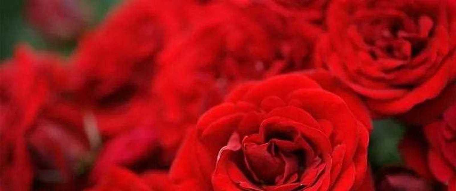 33朵玫瑰花的花语——爱的深情（传递浓浓爱意，33朵玫瑰花语解读）