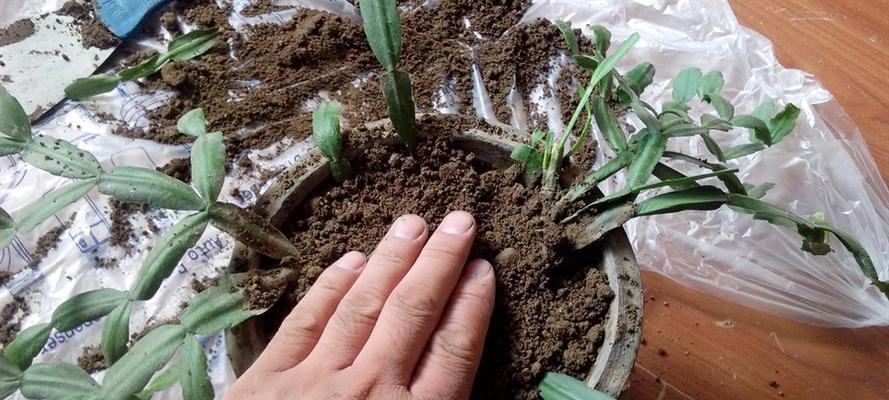 蟹爪兰肥料施用指南（了解蟹爪兰的肥料需求，让你的植物更加健康茂盛）