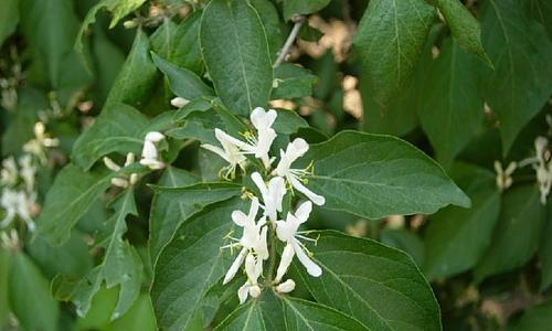 如何种植金银木（教你轻松打造宜家风格小清新生态环境）