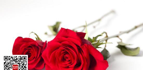 三朵玫瑰的花语（解读三朵玫瑰代表的情感与祝福）