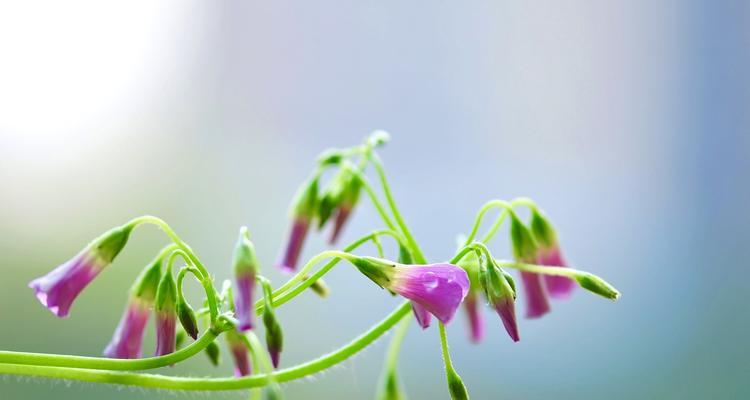 春意盎然，沙洲蕃红花绽放美丽（3月12日，迎接春天的第一缕阳光，与沙洲蕃红花共赏绚丽花海）