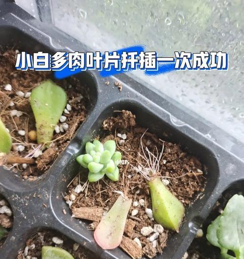 秋天多肉叶片扦插方法（多肉植物扦插的窍门与技巧）