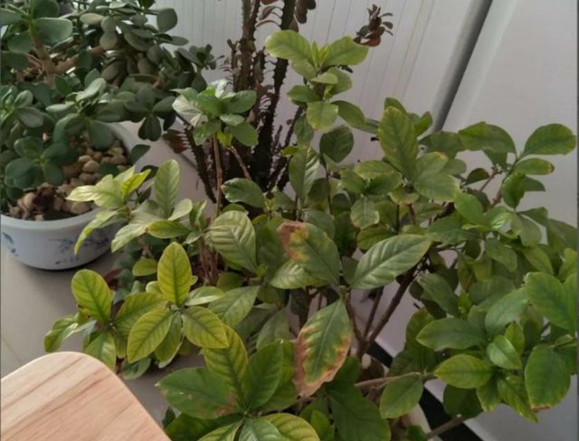 栀子花黄叶的原因及防治措施（探究栀子花黄叶的形成原因，提出有效的防治方法）
