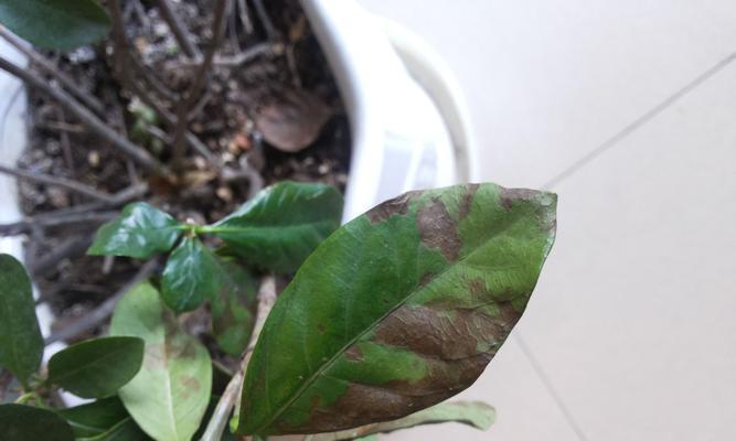 栀子花黄叶的原因及防治措施（探究栀子花黄叶的形成原因，提出有效的防治方法）