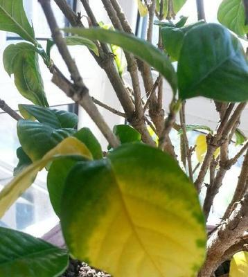 栀子花黄叶的原因及防治措施（探究栀子花黄叶的形成原因，提出有效的防治方法）