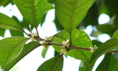 怎样防治桂花树叶子发黄起锈斑？（探寻桂花树叶子发黄起锈斑的成因和防治方法）