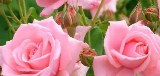 花语传情，8朵粉玫瑰的深意（解读8朵粉玫瑰的寓意，从爱情到友谊，每一朵都代表了不同的情感）
