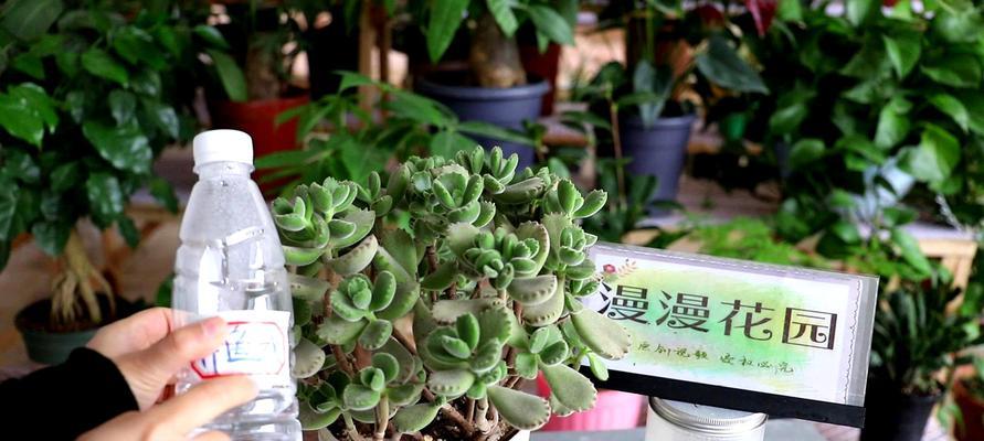 多肉植物的种植方法（打造独特多肉花园，让生活更精彩）