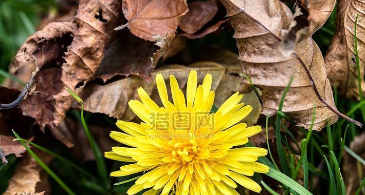 秋天开放的花朵（探寻秋天之美，欣赏缤纷花海）