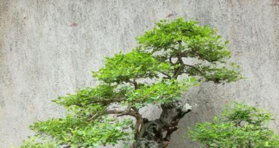 老桩紫荆花的发芽时间（探究老桩紫荆花的发芽时间及影响因素）