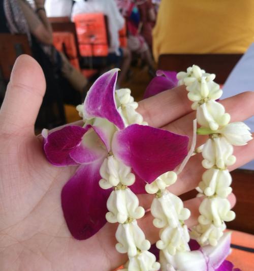 泰国国花——黄金开邦花（泰国国花的故事与美丽）