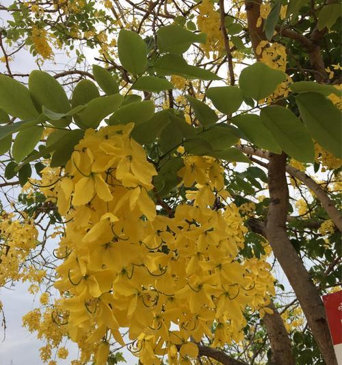泰国国花——黄金开邦花（泰国国花的故事与美丽）