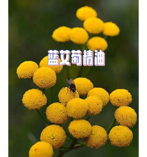 艾菊花语（和平之花艾菊的象征与意义）