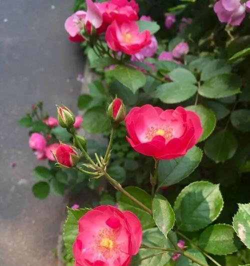 澳洲野蔷薇花语（澳洲野蔷薇的美丽与象征意义）