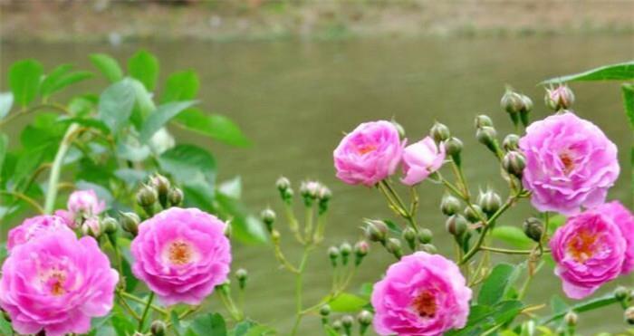 澳洲野蔷薇花语（澳洲野蔷薇的美丽与象征意义）