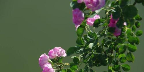 澳洲野蔷薇花语（澳洲野蔷薇的美丽与象征意义）