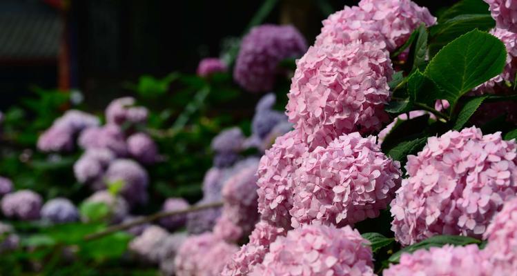 八仙花寓意-花开富贵（传承百年的吉祥象征与美丽花卉）