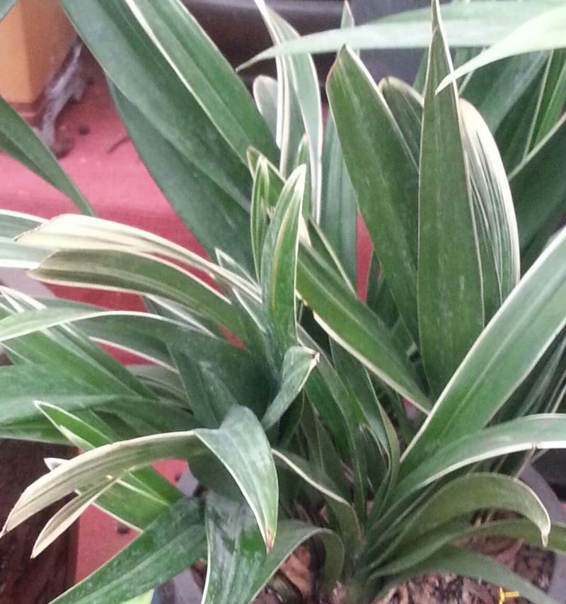 换盆后的墨兰该怎么浇水？（正确的浇水方法让你的墨兰更加健康）