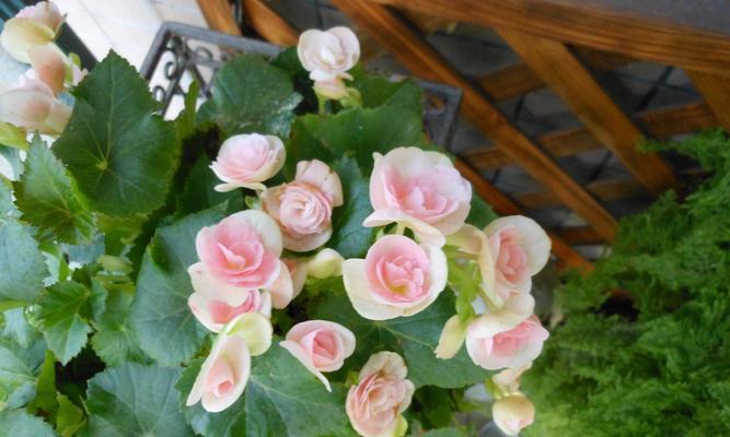 玻璃海棠花的养殖方法与注意事项（打造花坛最佳选择，让你的家更美丽）