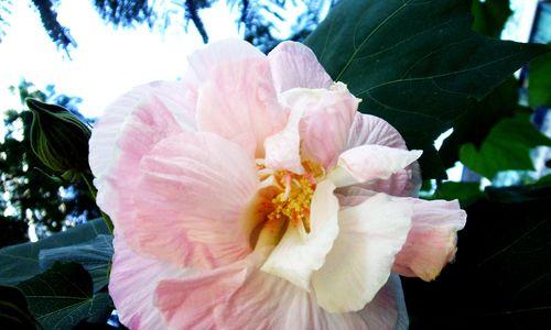 芙蓉花开的时间及品种特点（探寻芙蓉花的花期、花色与分布）