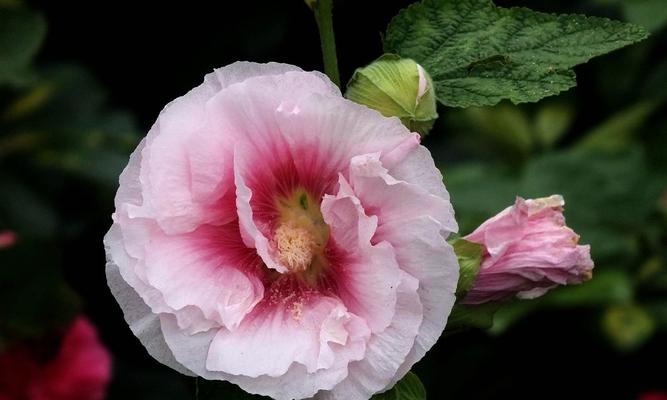 芙蓉花开的时间及品种特点（探寻芙蓉花的花期、花色与分布）