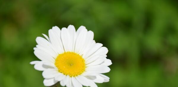 白雏菊的花语和寓意（探索白雏菊背后的情感和象征意义）