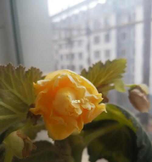 球根海棠繁殖方法详解（掌握球根海棠的繁殖技巧，让花园更加美丽）