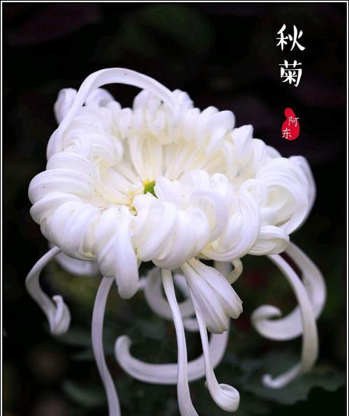 白菊花的象征意义与美丽传说（白菊花的美丽盛开与深远含义）