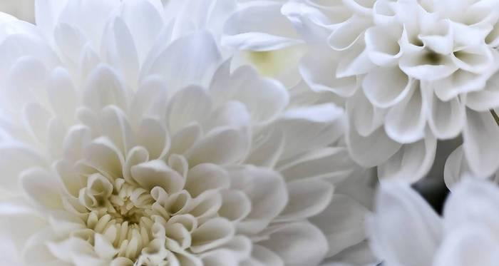 白菊花的象征意义与美丽传说（白菊花的美丽盛开与深远含义）