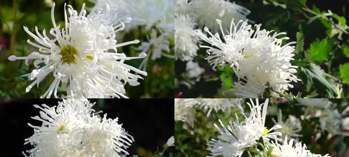 白菊花的美丽与象征意义（解读白菊花的代表寓意与传统文化内涵）