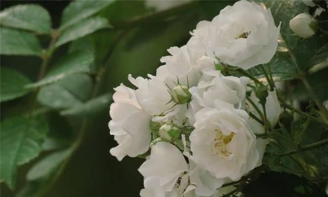 白色蔷薇花的美丽与寓意（探寻白色蔷薇花的文化内涵与生长特点）