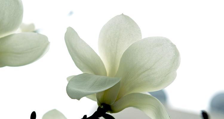 白兰花的象征意义与魅力（探索白兰花的神秘与美丽）