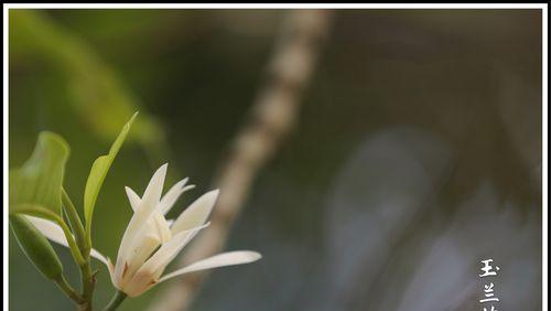 白兰花（传递爱和希望的花语）