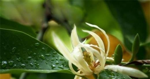 白兰花的花语与美丽祝福（揭开白兰花花语的神秘面纱，带给你美丽与祝福的力量）