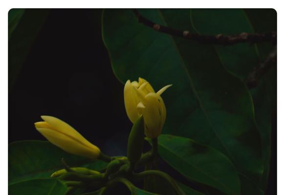 白兰花的花语与美丽祝福（揭开白兰花花语的神秘面纱，带给你美丽与祝福的力量）