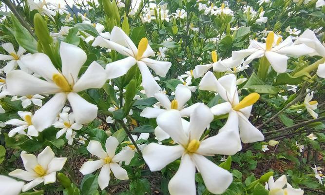 栀子花之美——花期的长短与养护方法（繁花绽放，如何打理栀子花）