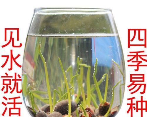 碗莲种子的种植方法（从播种到开花全攻略，享受私人花园）