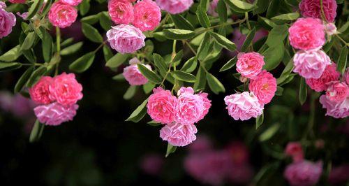 五月花开，这些花最适合种！（五月适合种什么花好看？）