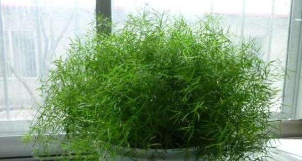 耐阴室内植物推荐（在阴暗环境中也能焕发生机的8种植物）